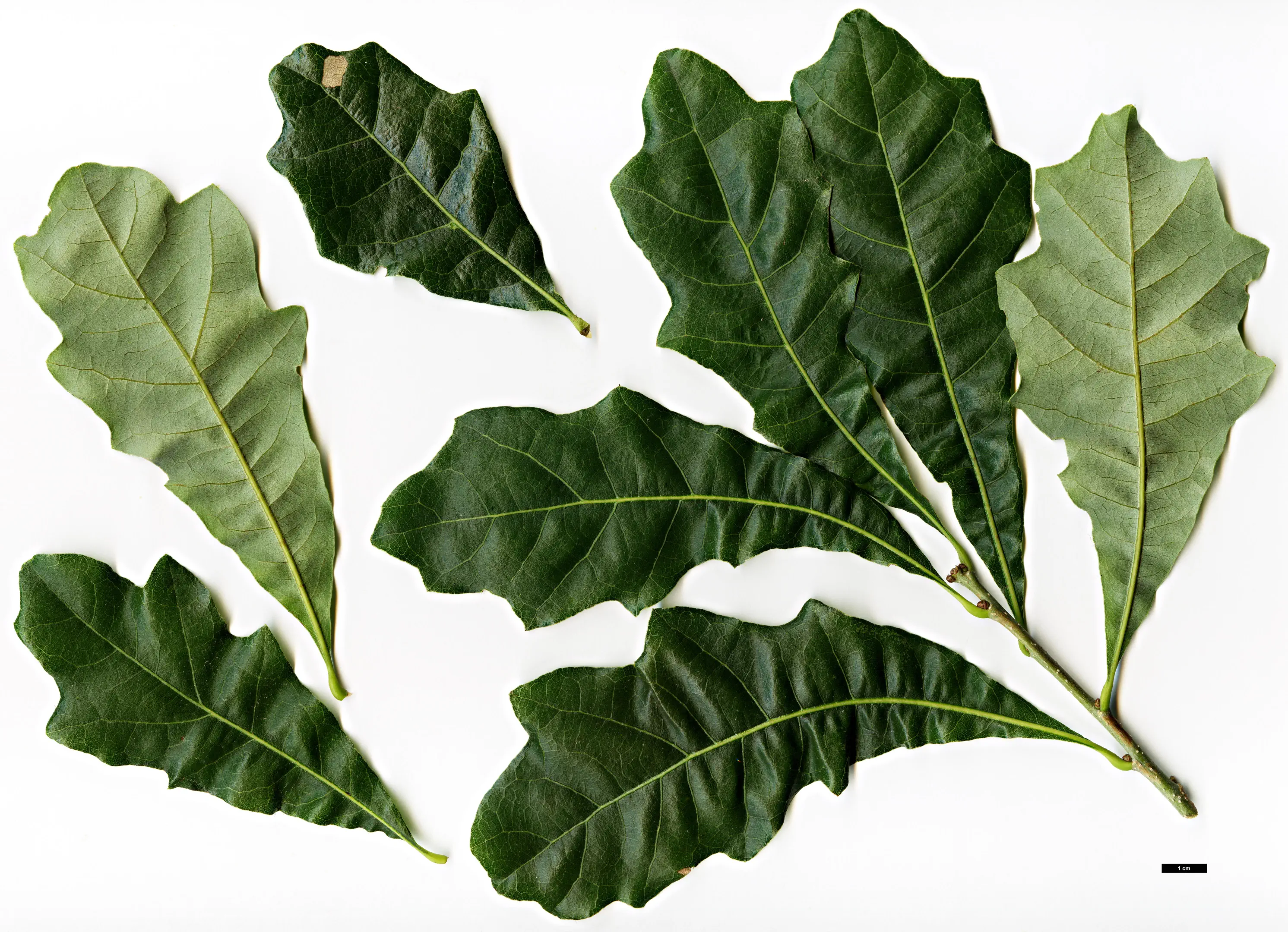 Image from stockplant at Pavia Nurseries (Belgium), 2010